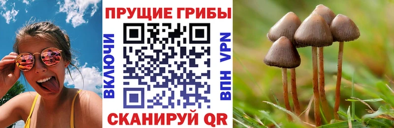 Псилоцибиновые грибы GOLDEN TEACHER  Себеж 